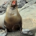 lion_sea_galapagos_san_v_0221_ecu2420.jpg